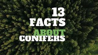 13 Amazing Facts About Conifers  HD Video [upl. by Laverna]