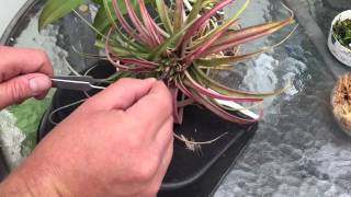 AIR PLANT CARE HOW TO GERMANATE AND GROW TILLANDSIA AIR PLANTS FROM SEEDS [upl. by Kilgore737]