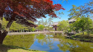 4K Nara Walk  Naramachi and Todaiji Temple [upl. by Inram]