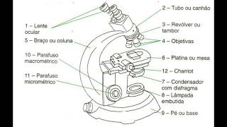 Microscópio  partes e funções [upl. by Conall]