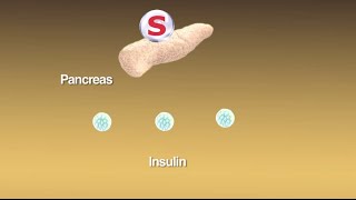 Sulfonylureas What Are They and How Do They Work [upl. by Alegnatal]