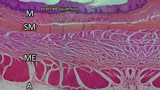 Histology │ Esophagus [upl. by Standford]