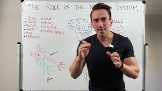 Introduction to the Nervous System [upl. by Jamila]