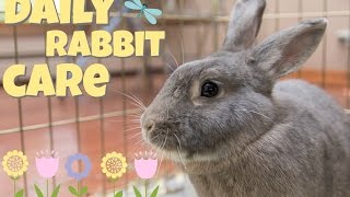 DAILY RABBIT CARE 🌻 [upl. by Gentry]