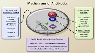 Mechanisms and Classification of Antibiotics Antibiotics  Lecture 3 [upl. by Loftis697]