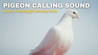 Pigeon Calling Sound [upl. by Llechtim]