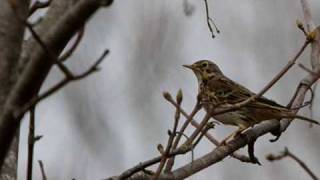 ANG PIPIT PILITA CORALES [upl. by Arjun423]