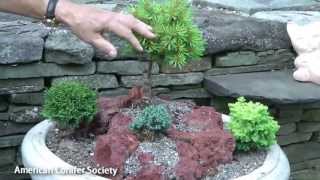 Conifer Container Gardens American Conifer Society [upl. by Arutnev]