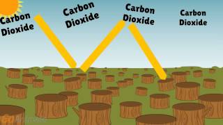 Deforestation Effects on Climate [upl. by Rebecka851]