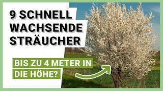 9 schnell wachsende Sträucher für mehr Privatsphäre im Garten [upl. by Alauqahs]