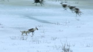 Wolf hunts caribou  Natures Epic Journeys Episode 2 Preview  BBC [upl. by Walden]