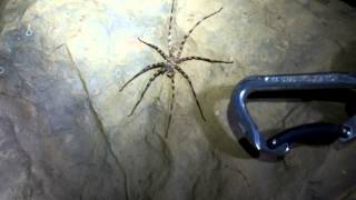 Huge Cave Spider [upl. by Bobbye]