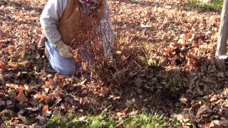 Pruning Barberry [upl. by Avir]