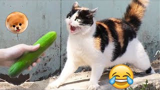 LOS MEJORES SUSTOS GATOS VS PEPINOS LINDOS GATOS 33 😂 pais de animales [upl. by Hynda]