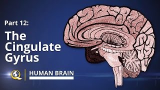 Cingulate Gyrus  Human Brain Series  Part 12 [upl. by Iaw]