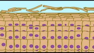 AP1 SKIN KERATINIZATION IN EPIDERMIS [upl. by Hannahsohs]