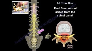 L5 Nerve Root  Everything You Need To Know  Dr Nabil Ebraheim [upl. by Elyl]