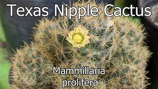 Mammillaria Prolifera  Texas Nipple Cactus English [upl. by Eibreh]