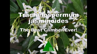 Trachelospermum jasminoides  The Best Climber Ever [upl. by Signe53]