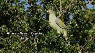 African Green Pigeon call [upl. by Pierrepont]