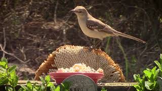 CAT TV  2 HOURS of Birds for cats to watch No Ads Nonstop Birds Chirping with Waterfall Sounds [upl. by Heimer]