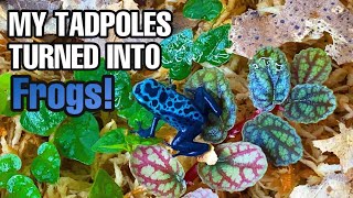 UNBELIEVABLE FROM TADPOLES TO FROGS Dendrobates tinctorius [upl. by Codel]