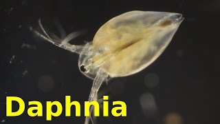 Daphnia [upl. by Herrod]