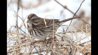 Song Sparrow Identification Example [upl. by Tia439]