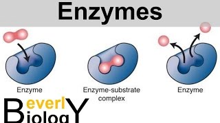 Enzymes and Catalysts [upl. by Egni]