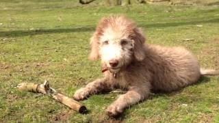 Claude the Bedlington terrier puppy grows up [upl. by Ruthanne721]