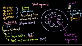 Escherichia coli pathogenesis [upl. by Aehta]