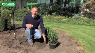 Hecke pflanzen mit Praskac  Tutorial [upl. by Anilet]