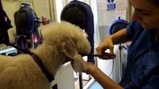 Bedlington Terrier Head Grooming show and pet  Dogs Delight [upl. by Gerkman]