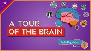 A Tour of the Brain  SelfRegulation Lesson 1 [upl. by Aemat]