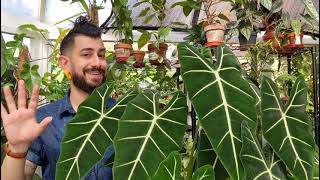 Growing a huge Alocasia Micholitziana Frydek [upl. by Washko]