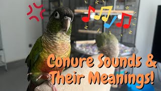 Green Cheek Conure Sounds amp Their Meanings  Parrot Behaviour  TheParrotTeacher [upl. by Ziza]