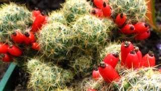 Fruiting Cacti Plants  Tasting amp Growing [upl. by Artemed]