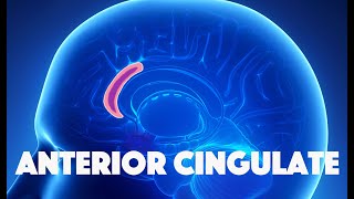 Anterior Cingulate [upl. by Ellenyl]