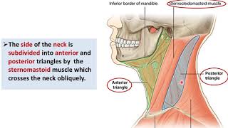 Overview of the Neck 1  Layers and Triangles  Dr Ahmed Farid [upl. by Tsenre]