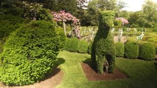 Best Plants for Topiary [upl. by Even445]