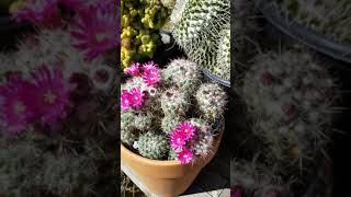 Mammillaria montensis [upl. by Aicertap]