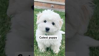 Cutest Puppy EVER [upl. by Cartan]