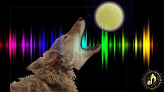 Coyotes Howling at Moon Sound Effect  Coyote Howl sound [upl. by Ettennek106]