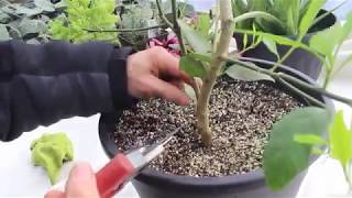 How to Care for Lemon Trees [upl. by Odraboel]