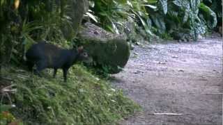 Agouti at Papillote Wilderness Retreat [upl. by Bartle]