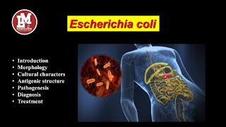 Escherichia coli E coli [upl. by Tucky]