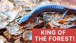 FACT Redbacked Salamanders Rule [upl. by Kristian]