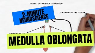 2Minute Neuroscience Medulla Oblongata [upl. by Acissev]