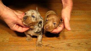 AVAILABLE Dapple Dachshunds Puppies for sale in california [upl. by Danyelle]