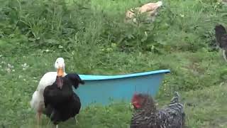 Duck mating big hen in a village [upl. by Laet]